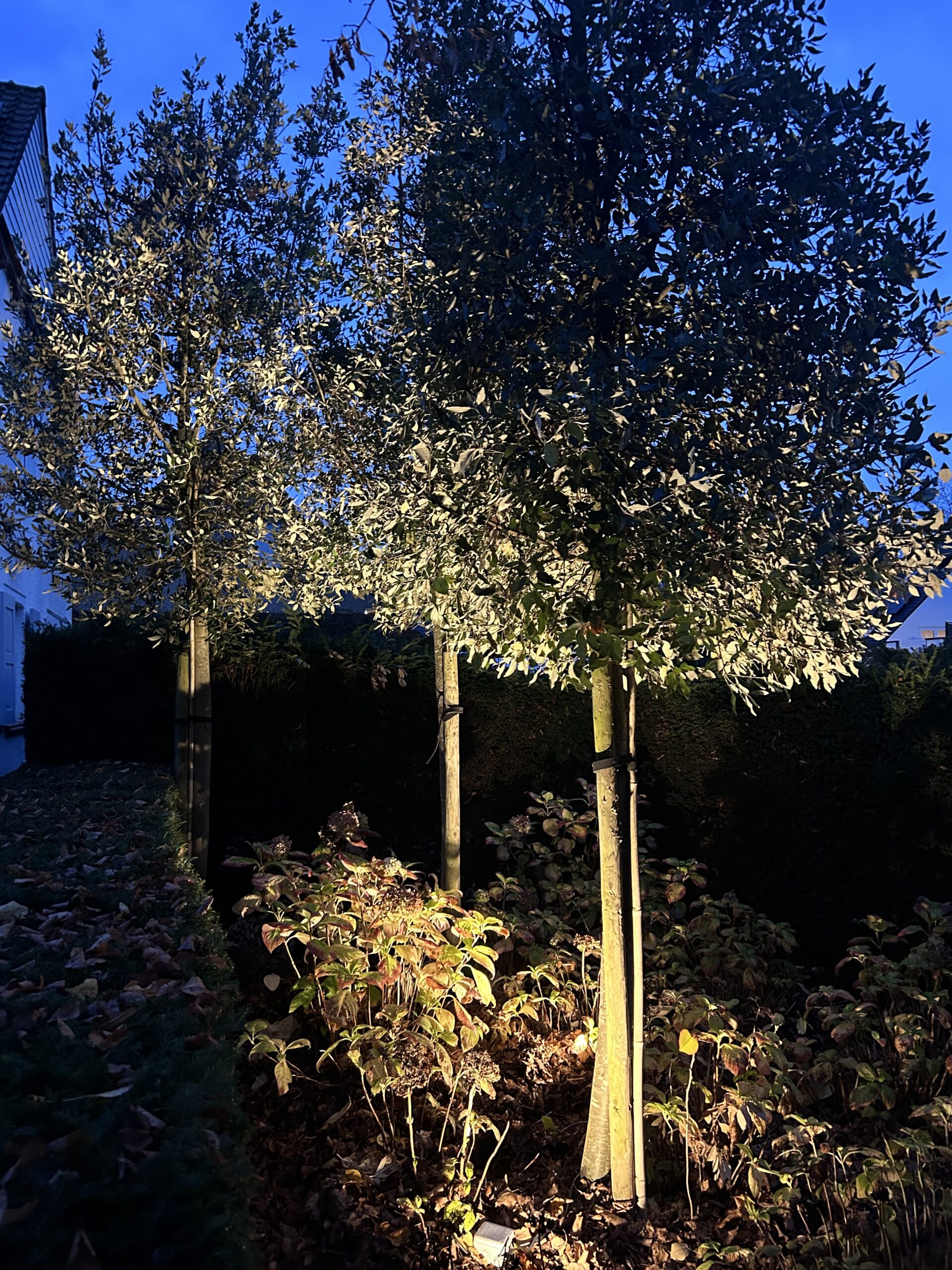 Boomverlichting